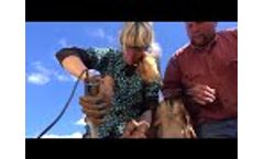 Hoof Boss Makes Goat Walk Again Video