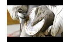 Hoof Boss Chainsaw Disc Trimming Standard Horse Hoof Video