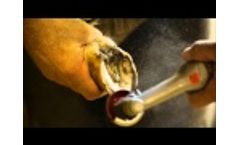 Hoof Boss Miniature Trimming Disc Video
