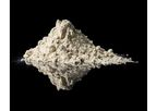 White Chlorella