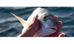 Aquapaste - Feeding Rotifiers