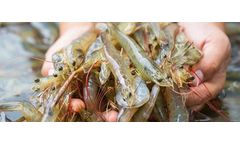 Aquapaste - Crustaceans