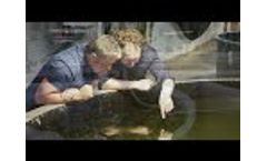 Aliga Microalgae Video