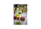 Microalgae - Ancestral Microscopic Organisms