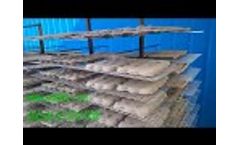 1000 Pcs Per Hour Paper Pulp Egg Tray Molding Machine - Video