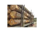 Pine Logs