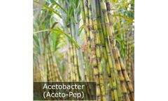 PBL - Acetobacter