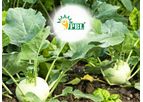 PBL - Plant Growth Promoting Rhizobacteria (PGPR)