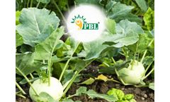 PBL - Plant Growth Promoting Rhizobacteria (PGPR)