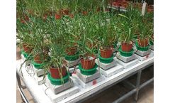 Breeding for stress tolerance