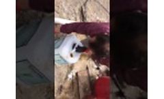 Biopsy Field Experiments Part 2 Ayaş / ANKARA Video