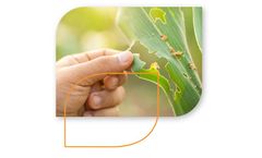 Pest and Insect Monitoring Service