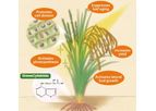 GreenOK - Plant Hormone