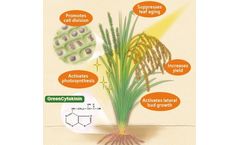 GreenOK - Plant Hormone