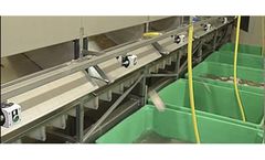 Aweta - Flat Fish Cup Sorter