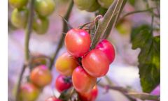 LED Fixtures for Crop - High-Wire Crops