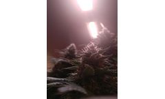 Accelerate your ROI with water cooled LED with indoor cannabis