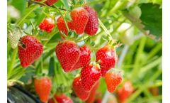 Nord Agri - NA Berry and Soft Fruit Cultivation