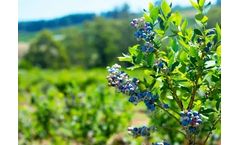 Nord Agri - NA Low pH Growing Media For Blueberry Cultivation