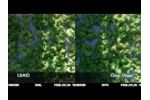 Lettuce Trial Under LUMO Versus Clear Glass Video