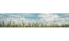 Randox - Ractopamine ELISA Test Kit