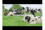 OceanFeed Bovine HPI (Health and Performance Improver) - Video