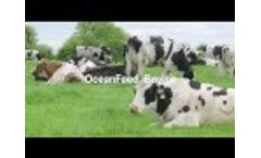 OceanFeed Bovine HPI (Health and Performance Improver) - Video