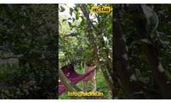 Tractor Operated Tree Shaker - Video