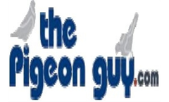 Pigeon Control Services in Phoenix, AZ