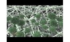 Mould Exposure Video