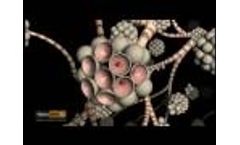 Asbestos Video
