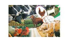 Bentonite solutions for live stock feed grade industry