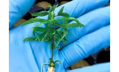 Segra - Genotyping and DNA Fingerprinting Service for Cultivar Identification