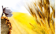 Irish Zeolite - Soil Conditioners