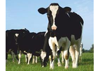 Irish Zeolite - Natural Zeolite for Cattle & Sheep