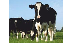 Irish Zeolite - Natural Zeolite for Cattle & Sheep