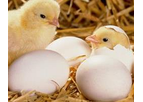 Irish Zeolite - Natural Zeolite for Poultry