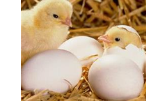 Irish Zeolite - Natural Zeolite for Poultry
