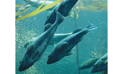 Irish Zeolite - Natural Mineral Fish Feed Additive