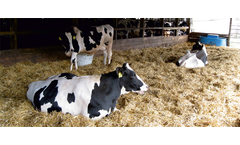 Irish Zeolite - Cattle and Sheep Bedding Zeolite