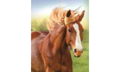 Irish Zeolite - Model Bed-Lite - Natural Zeolite