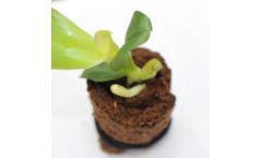 ZenPlug - Growing Media