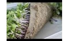 BioStrate Propagation Felt for Hydroponically Grown Microgreens, Salad Greens and Wheatgrass Video
