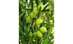 IVS - Tree Management Software for Forest Plantations