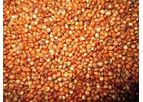 Habitat - Model Green Gold - Grass Seeds