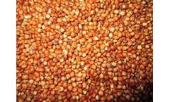 Habitat - Model Green Gold - Grass Seeds