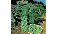 Habitat - Cabbage-Thunderbolt  F1 Hybrid