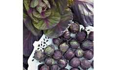 Habitat - Cabbage-Snow Ball