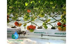 Advantages of Tomato Growing in Hydroponic Systems