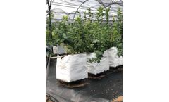 How to grow blueberries: Blueberry growing system in hydroponic greenhouse